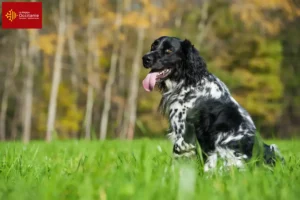 Lire la suite à propos de l’article Grand Münsterländer éleveur et chiots en Occitanie