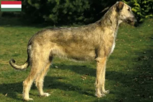 Lire la suite à propos de l’article Éleveurs d’Irish Wolfhounds et chiots en Hongrie