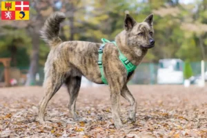 Lire la suite à propos de l’article Kai éleveurs et chiots en Auvergne-Rhône-Alpes