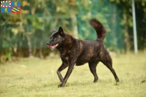 Lire la suite à propos de l’article Kai éleveurs et chiots en Bourgogne-Franche-Comté