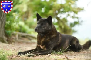 Lire la suite à propos de l’article Kai éleveurs et chiots en Centre-Val de Loire