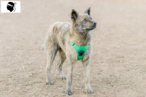 Lire la suite à propos de l’article Kai éleveurs et chiots en Corse