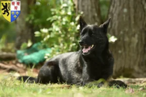 Lire la suite à propos de l’article Kai éleveurs et chiots en Hauts-de-France