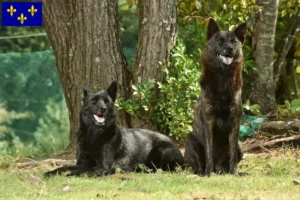 Lire la suite à propos de l’article Kai éleveurs et chiots en Île-de-France