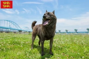 Lire la suite à propos de l’article Kai éleveurs et chiots en Normandie