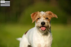 Lire la suite à propos de l’article Éleveurs de cromlechs et chiots en Bretagne