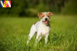 Lire la suite à propos de l’article Éleveurs de cromlechs et chiots en Grand Est