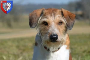 Lire la suite à propos de l’article Éleveurs de cromlechs et chiots en Pays de la Loire