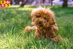 Lire la suite à propos de l’article Éleveurs de Maltipoo et chiots en Auvergne-Rhône-Alpes