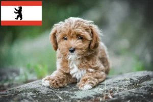 Lire la suite à propos de l’article Éleveurs de Maltipoo et chiots à Berlin