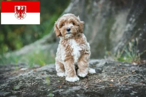 Lire la suite à propos de l’article Éleveurs de Maltipoo et chiots dans le Brandebourg