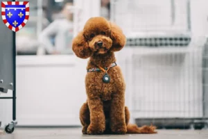 Lire la suite à propos de l’article Éleveurs de Maltipoo et chiots en Centre-Val de Loire