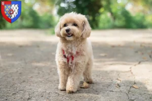 Lire la suite à propos de l’article Éleveurs de Maltipoo et chiots en Pays de la Loire