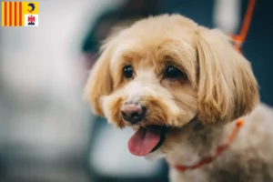 Lire la suite à propos de l’article Éleveurs de Maltipoo et chiots en Provence-Alpes-Côte d’Azur