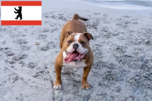 Lire la suite à propos de l’article Olde English Bulldog éleveurs et chiots à Berlin