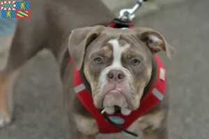 Lire la suite à propos de l’article Olde English Bulldog éleveurs et chiots en Bourgogne-Franche-Comté