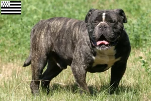 Lire la suite à propos de l’article Olde English Bulldog éleveurs et chiots en Bretagne