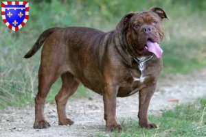 Lire la suite à propos de l’article Olde English Bulldog éleveurs et chiots en Centre-Val de Loire