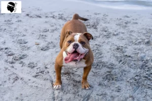 Lire la suite à propos de l’article Olde English Bulldog éleveurs et chiots en Corse