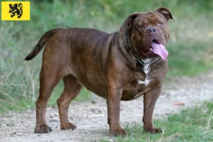 Lire la suite à propos de l’article Olde English Bulldog éleveurs et chiots en Flandre