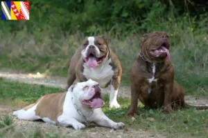 Lire la suite à propos de l’article Olde English Bulldog Éleveurs et chiots en Grand Est