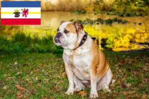 Lire la suite à propos de l’article Olde English Bulldog éleveurs et chiots dans le Mecklembourg-Poméranie occidentale