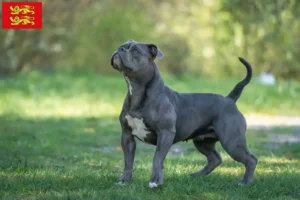 Lire la suite à propos de l’article Olde English Bulldog éleveurs et chiots en Normandie