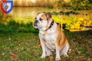 Lire la suite à propos de l’article Olde English Bulldog Éleveurs et chiots en Pays de la Loire