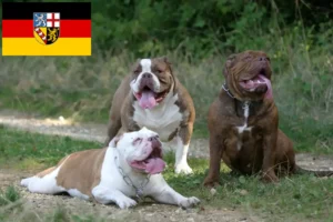 Lire la suite à propos de l’article Olde English Bulldog éleveurs et chiots en Sarre