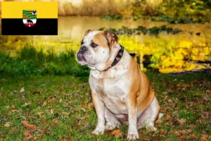 Lire la suite à propos de l’article Olde English Bulldog éleveurs et chiots en Saxe-Anhalt