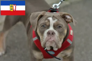 Lire la suite à propos de l’article Olde English Bulldog éleveurs et chiots dans le Schleswig-Holstein