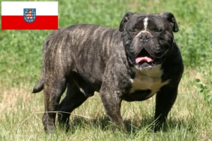 Lire la suite à propos de l’article Olde English Bulldog éleveurs et chiots en Thuringe