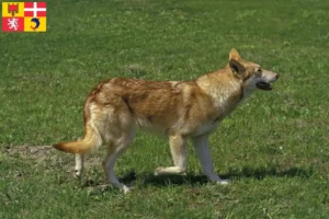 Lire la suite à propos de l’article Éleveurs de chiens-loups de Saarloos et chiots en Auvergne-Rhône-Alpes