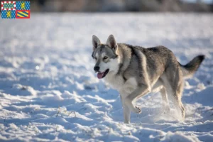 Lire la suite à propos de l’article Éleveurs de chiens-loups de Saarloos et chiots en Bourgogne-Franche-Comté