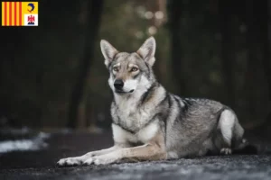 Lire la suite à propos de l’article Saarloos chien-loup éleveurs et chiots en Provence-Alpes-Côte d’Azur