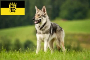 Lire la suite à propos de l’article Saarloos Wolfhound éleveurs et chiots en Baden-Württemberg