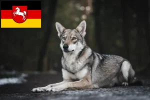 Lire la suite à propos de l’article Saarloos Wolfhound Éleveurs et chiots en Basse-Saxe