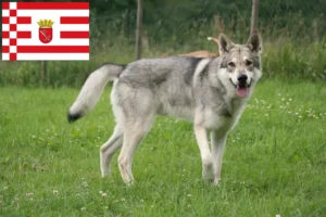 Lire la suite à propos de l’article Éleveurs de chiens-loups de Saarloos et chiots à Brême