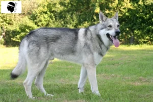 Lire la suite à propos de l’article Éleveurs de chiens-loups de Saarloos et chiots en Corse