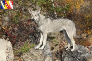 Lire la suite à propos de l’article Éleveurs de chiens-loups de Saarloos et chiots en Grand Est