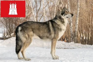 Lire la suite à propos de l’article Saarloos Wolfhound éleveurs et chiots à Hambourg