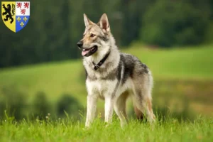 Lire la suite à propos de l’article Éleveurs de chiens-loups de Saarloos et chiots en Hauts-de-France