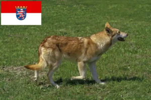 Lire la suite à propos de l’article Saarloos Wolfhound éleveurs et chiots en Hesse