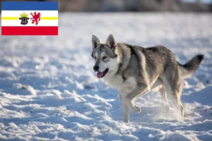 Lire la suite à propos de l’article Saarloos Wolfhound éleveurs et chiots dans le Mecklembourg-Poméranie occidentale