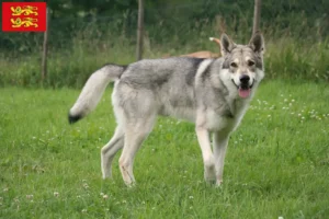 Lire la suite à propos de l’article Éleveurs de chiens-loups de Saarloos et chiots en Normandie