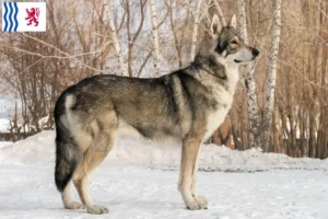 Lire la suite à propos de l’article Éleveurs de chiens-loups de Saarloos et chiots en Nouvelle-Aquitaine