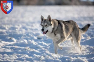 Lire la suite à propos de l’article Éleveurs de chiens-loups de Saarloos et chiots en Pays de la Loire