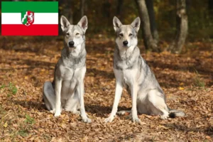 Lire la suite à propos de l’article Saarloos Wolfhound éleveurs et chiots en Rhénanie du Nord-Westphalie