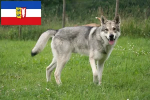 Lire la suite à propos de l’article Saarloos Wolfhound éleveurs et chiots dans le Schleswig-Holstein