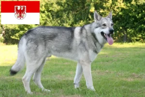 Lire la suite à propos de l’article Éleveurs de chiens-loups de Saarloos et chiots dans le Brandebourg